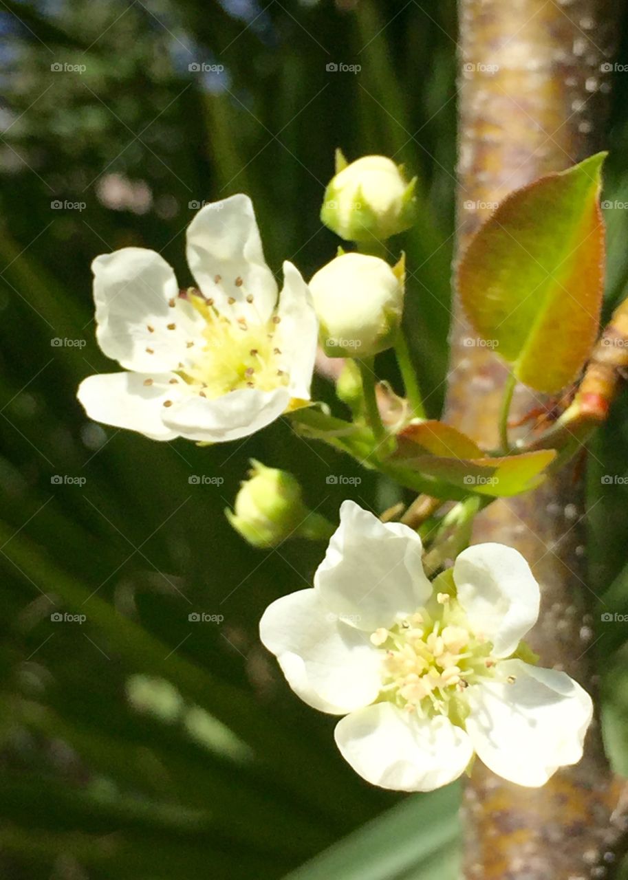 Early signs of spring mission