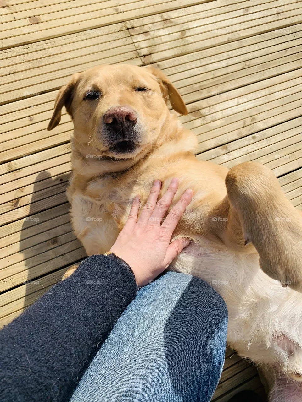 Léon - my dog 