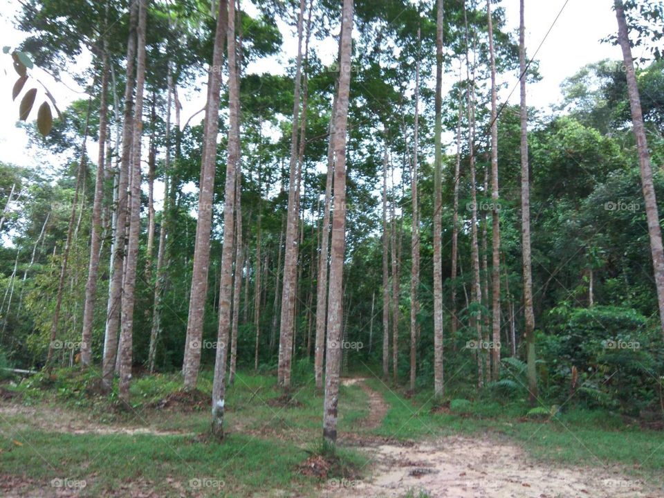 Bukit Bangkinang Tree