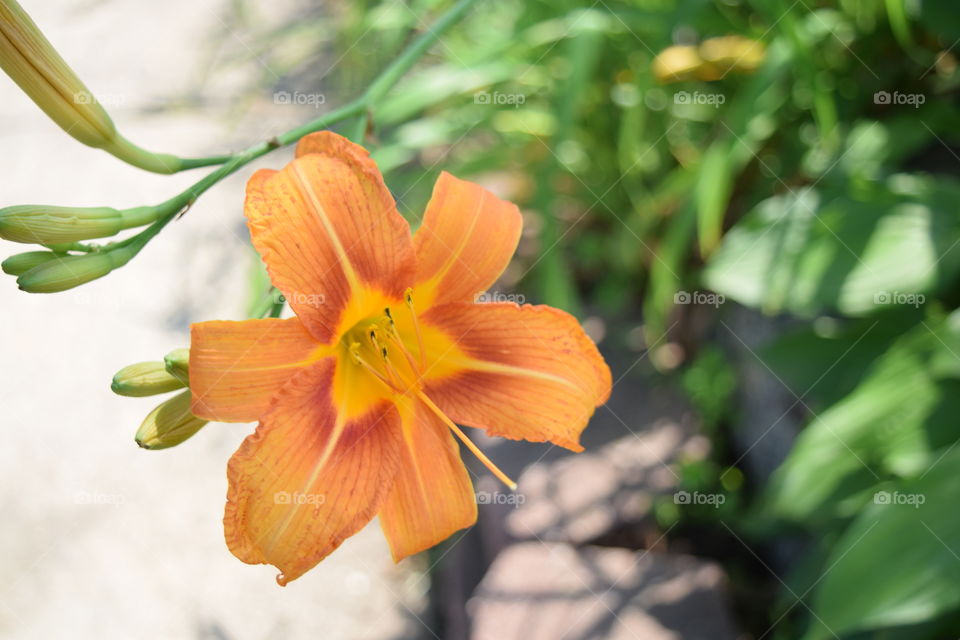 day lily 2