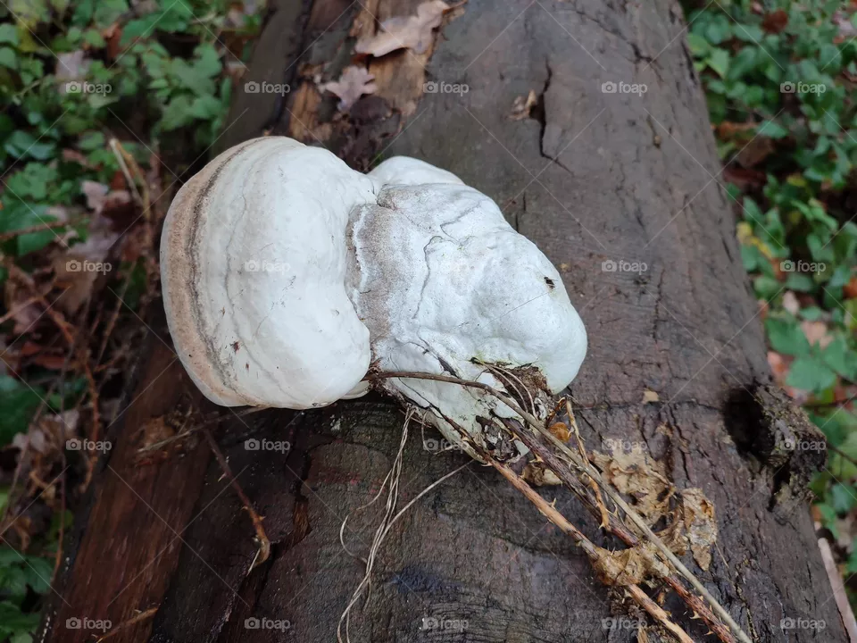 Mushrooms