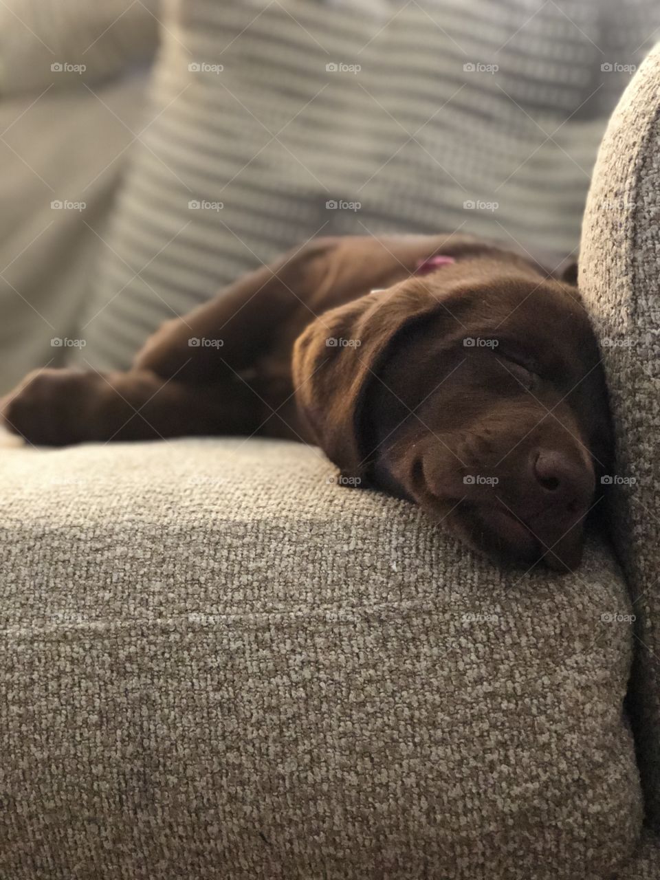 Mid-day naps