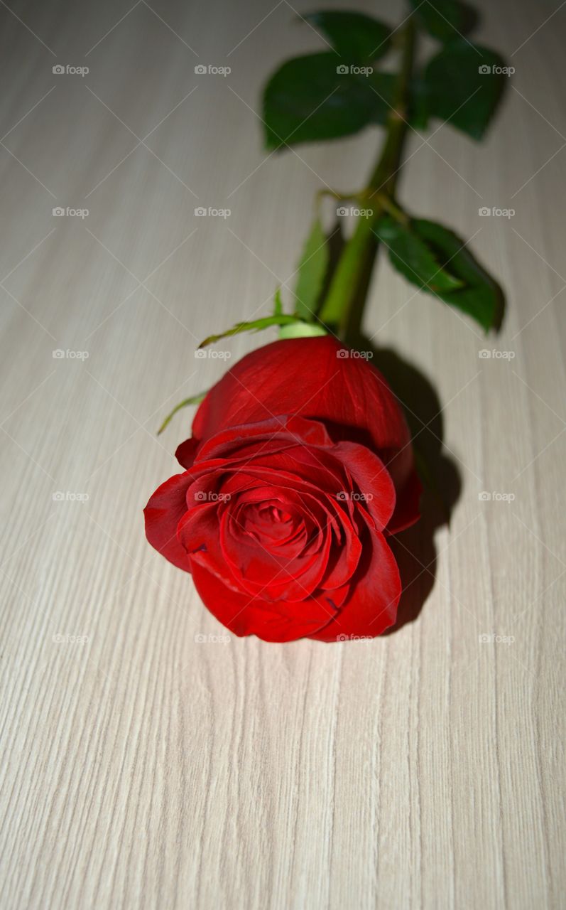 Rose, Flower, Love, Romance, No Person