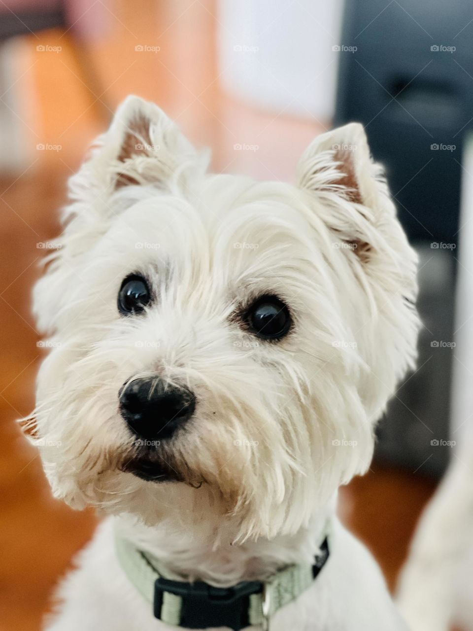 Weisser @weisser_westy