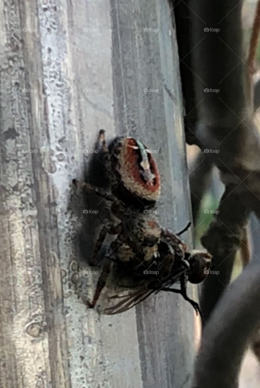 Spider eating a fly