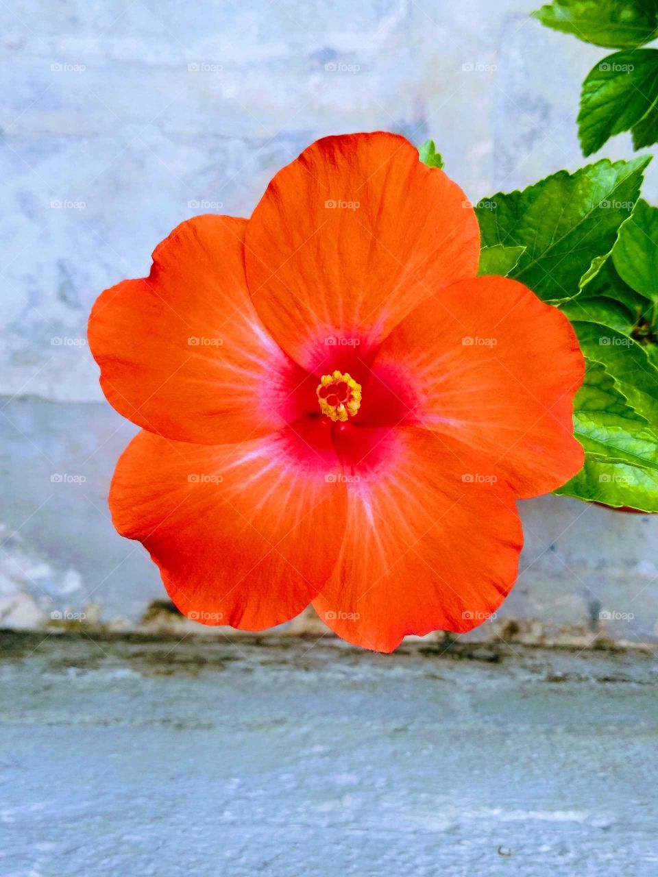 deep Orange pinkish hibiscus flower