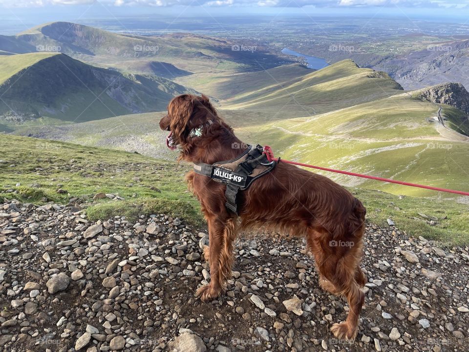 Quinn admiring the view from Snowdon 