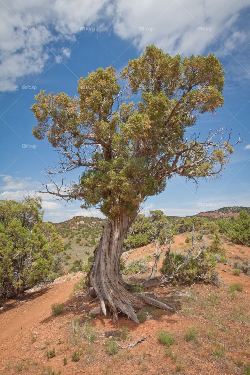 Growing up in the wind