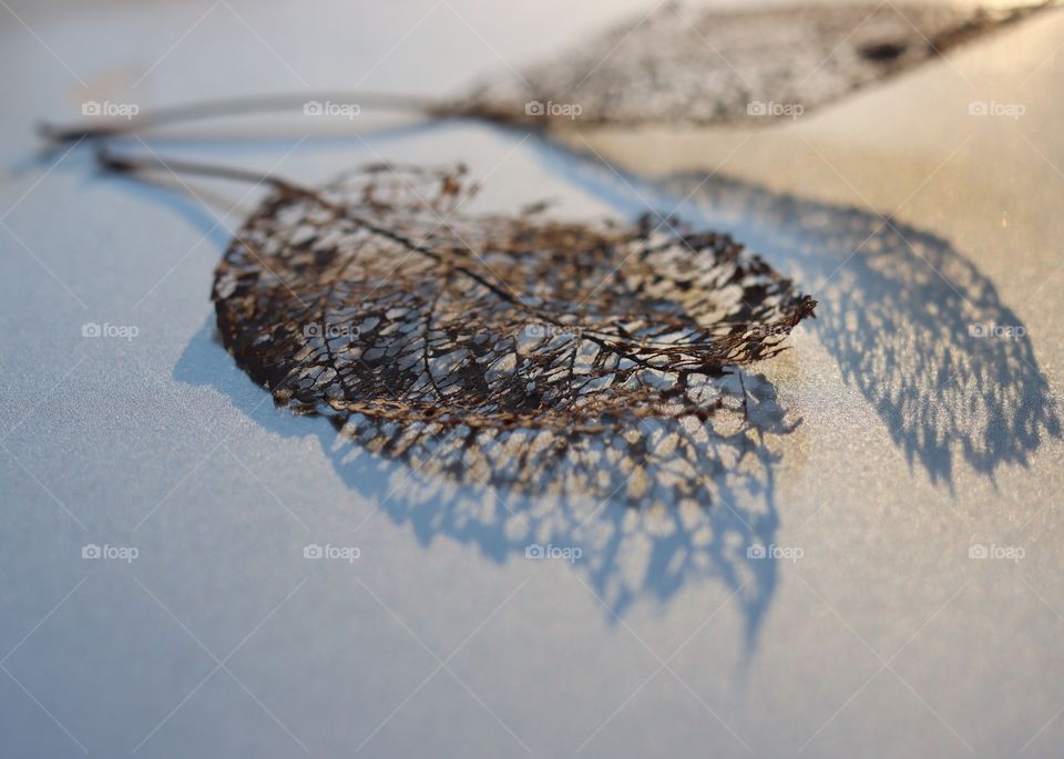 A brown leaf skeleton with shadows showing the texture of the leaf 