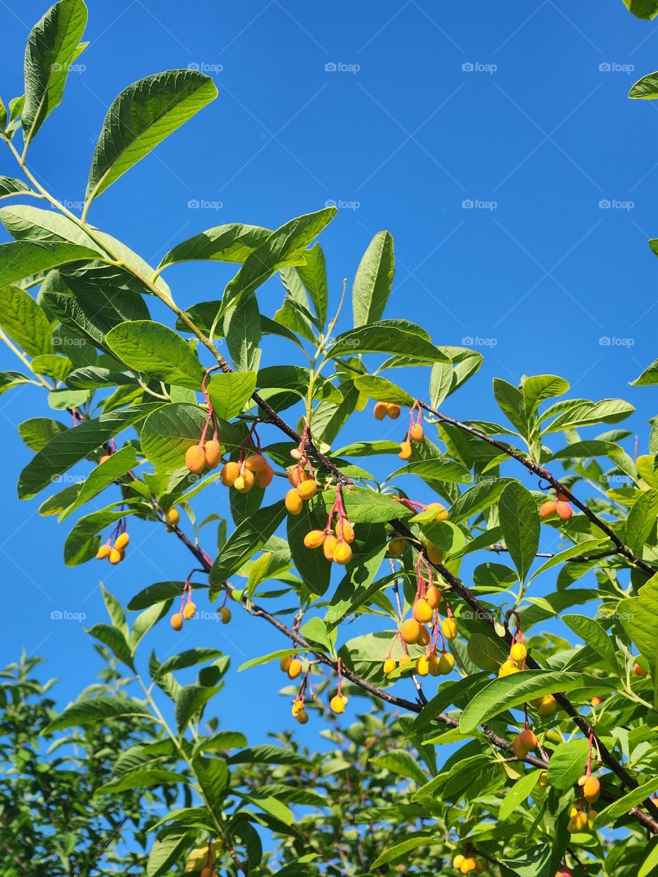 Flowering tree branches against blue sky in Oregon Wetlands