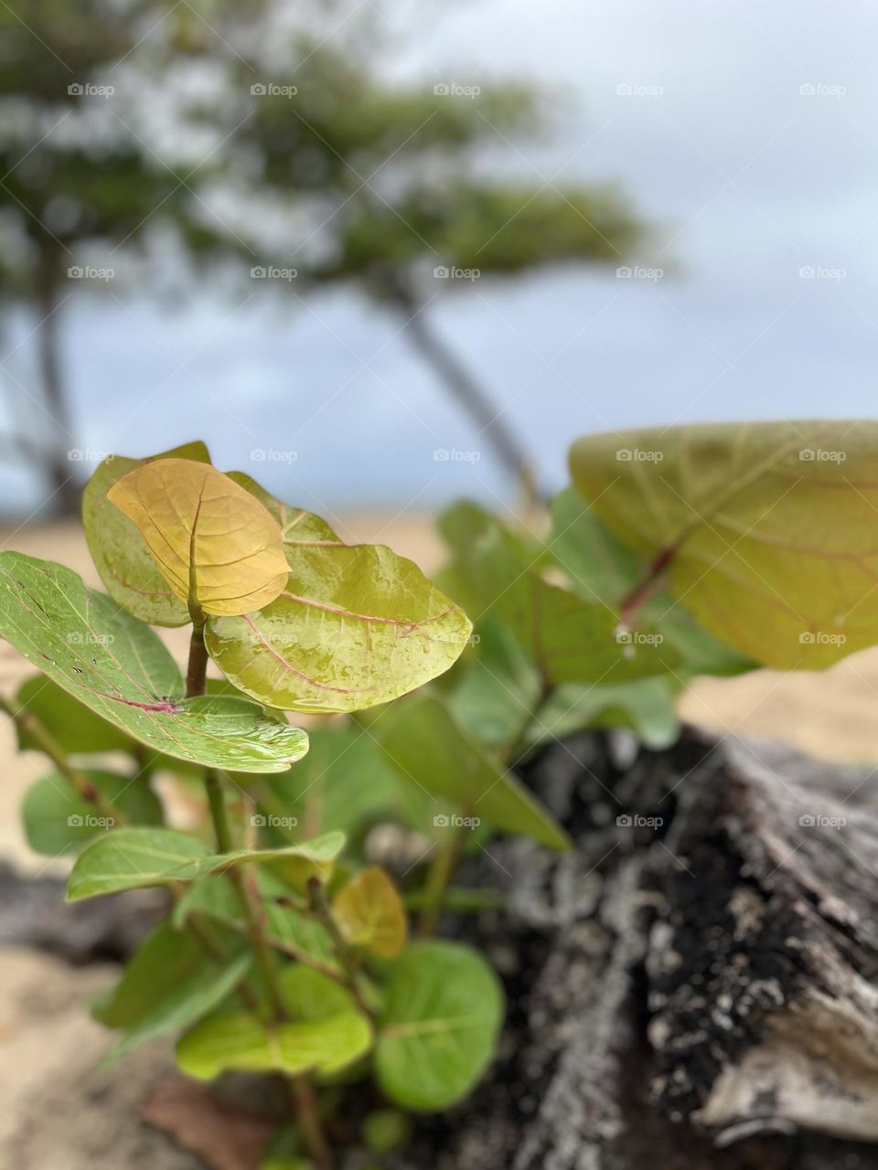 Close-up of the leaves of a tropical plant in their natural environment of a Caribbean sandy beach