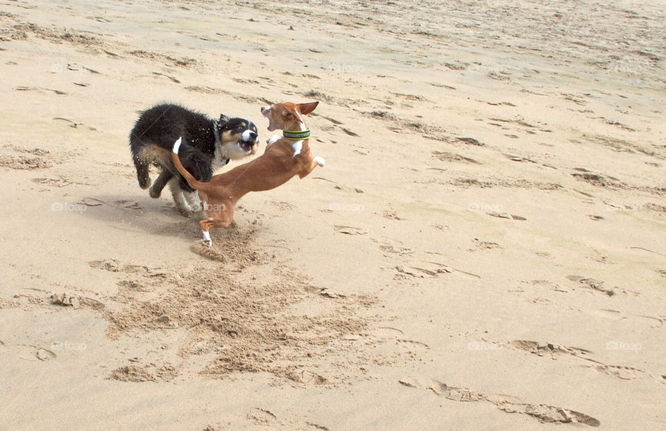 PUPPIES PLAYING