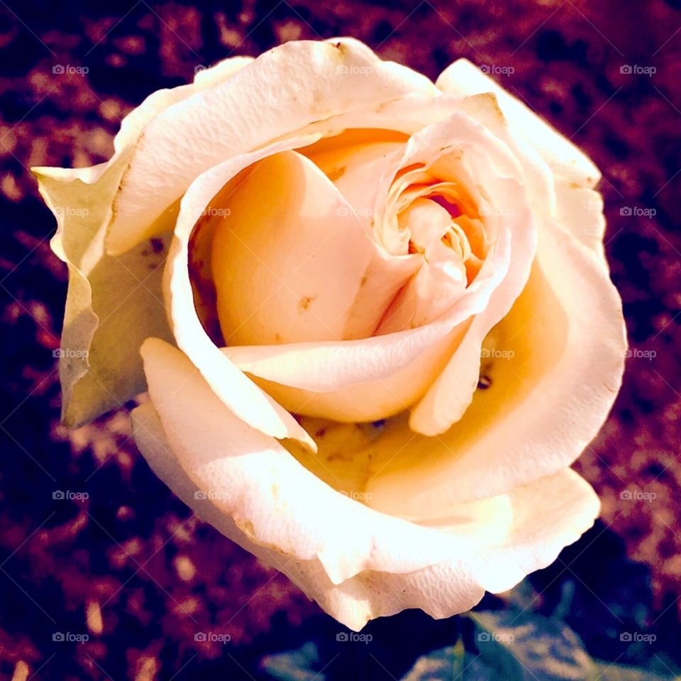 🌹 🇺🇸 Very beautiful flowers to brighten our day. Live nature and its beauty. Did you like the delicate petals? / 🇧🇷 Flores muito bonitas para alegrar nosso dia. Viva a natureza e sua beleza. Gostaram das pétalas delicadas?