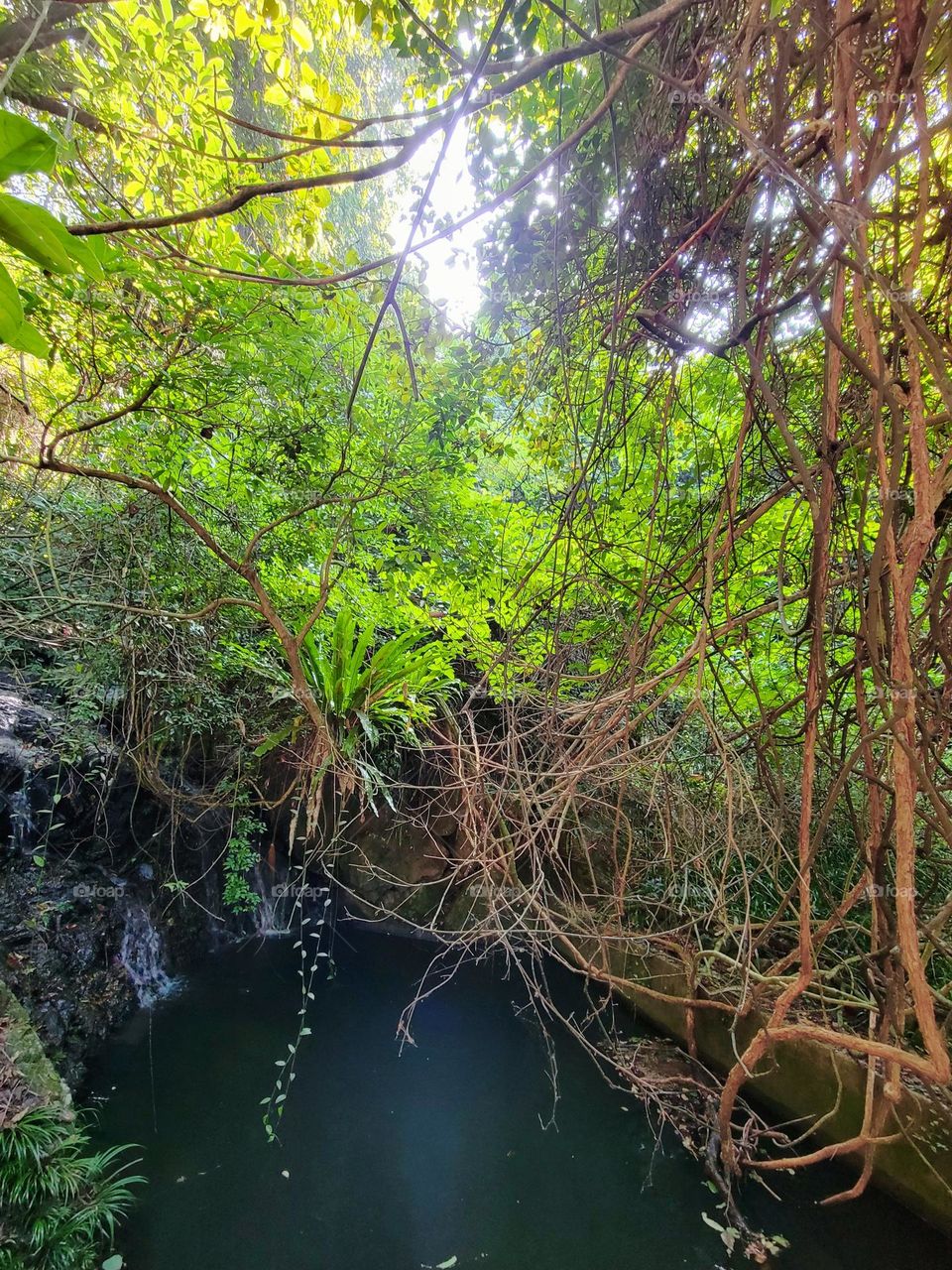 Enchanted lens exploring forest with pond