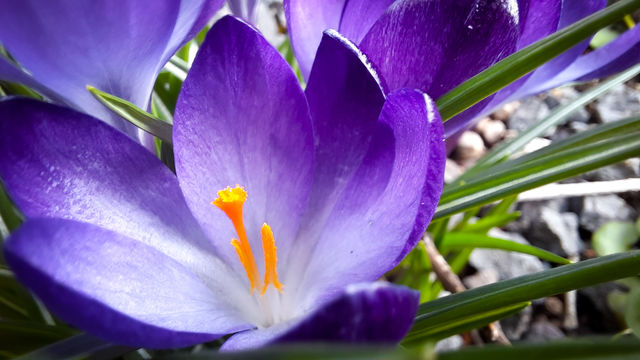 flower