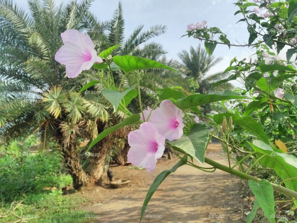 In this picture, its plant is depicted with flowers and the date tree with it is very looking very beautiful.