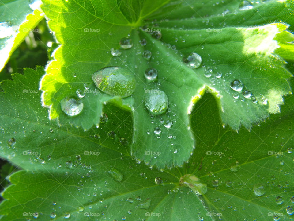 Raindrops on a plant leaf