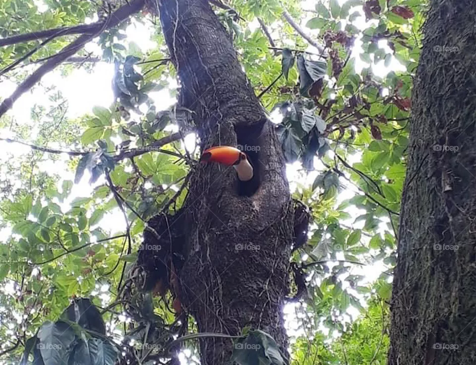 Toucan 