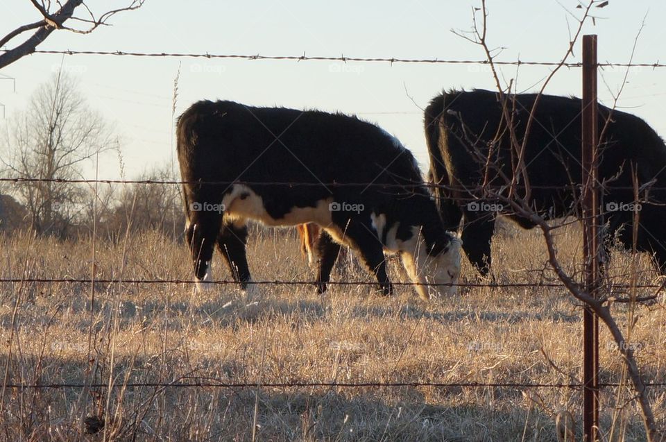 Cows in pasture