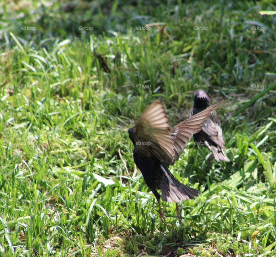 Leaping starling with wings up on grass with another starling in background on June morning 