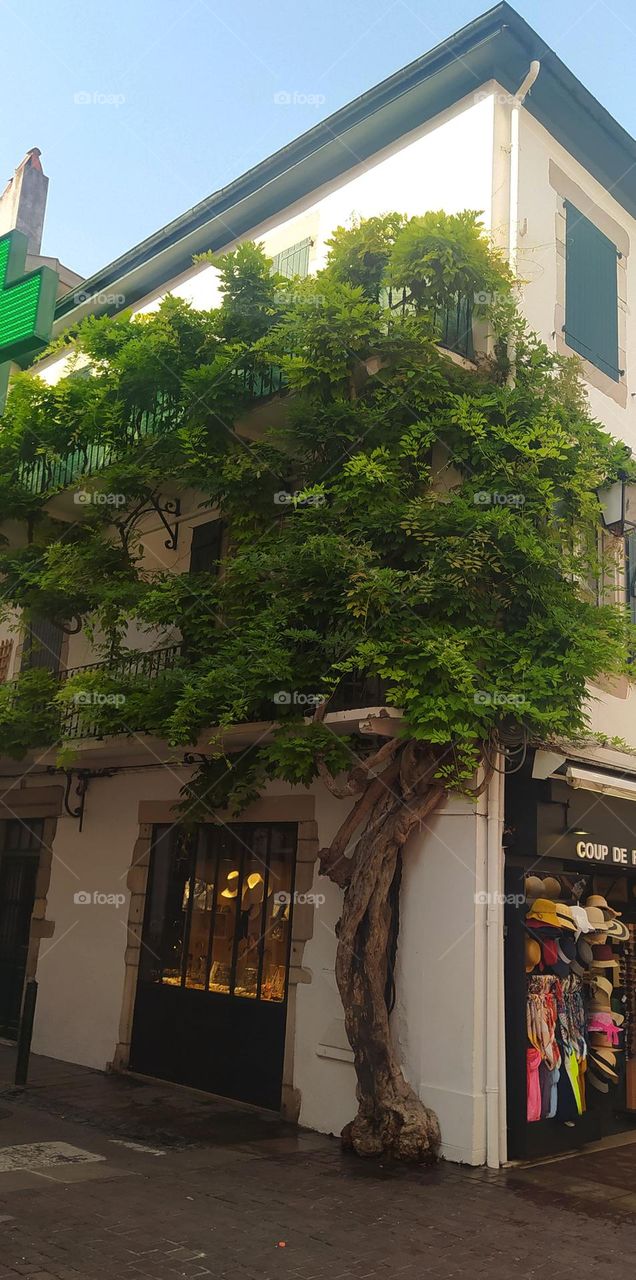 Tree climbing along a pretty building in a shopping street (south west of France). On the ground floor, there is a store selling colorful hats and scarves. the trunk follows the facade up to the two floors where the foliage invades the balconies.