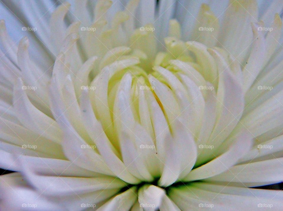 Close up of white flower