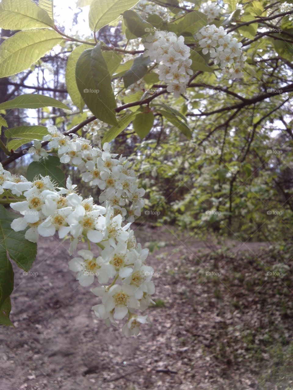 wild flowers