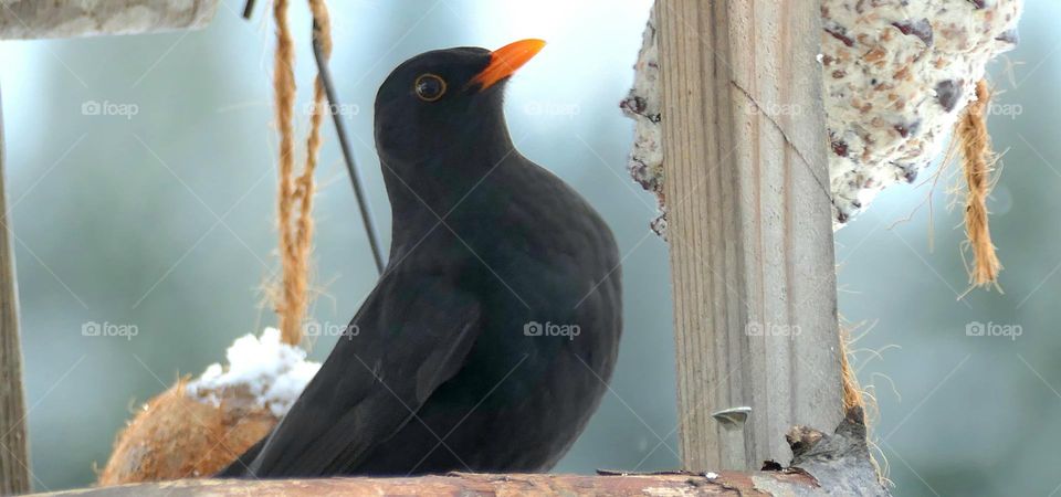 Blackbird posing.