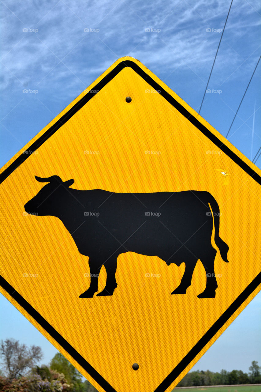 A cow crossing sign out in the county.