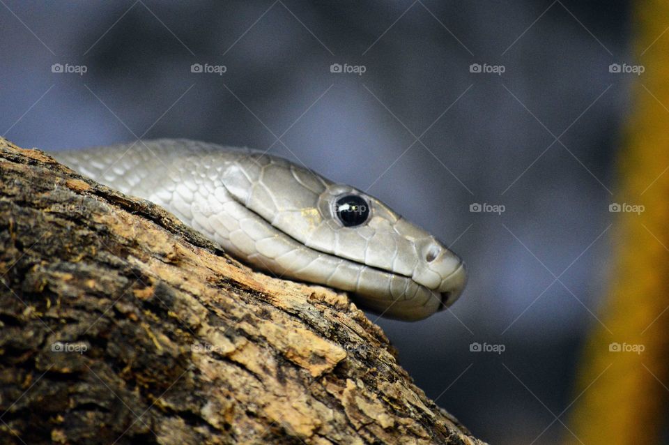 Snake Peeking Out