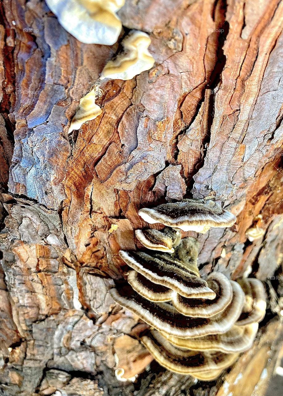 Mushrooms growing on bark