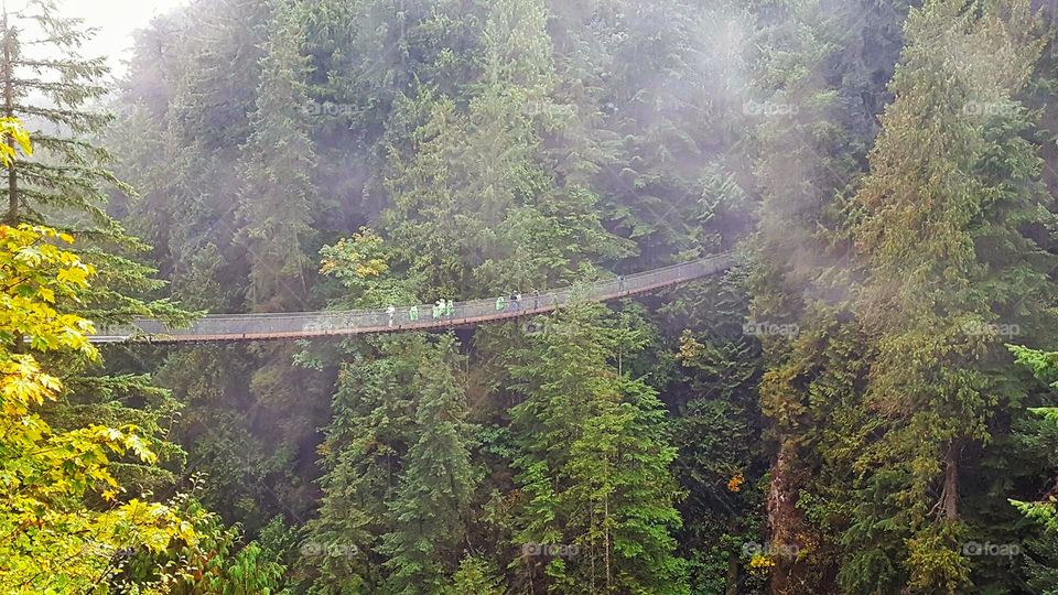 The mist above The Capilano Suspension Bridge and the trees surrounding it.