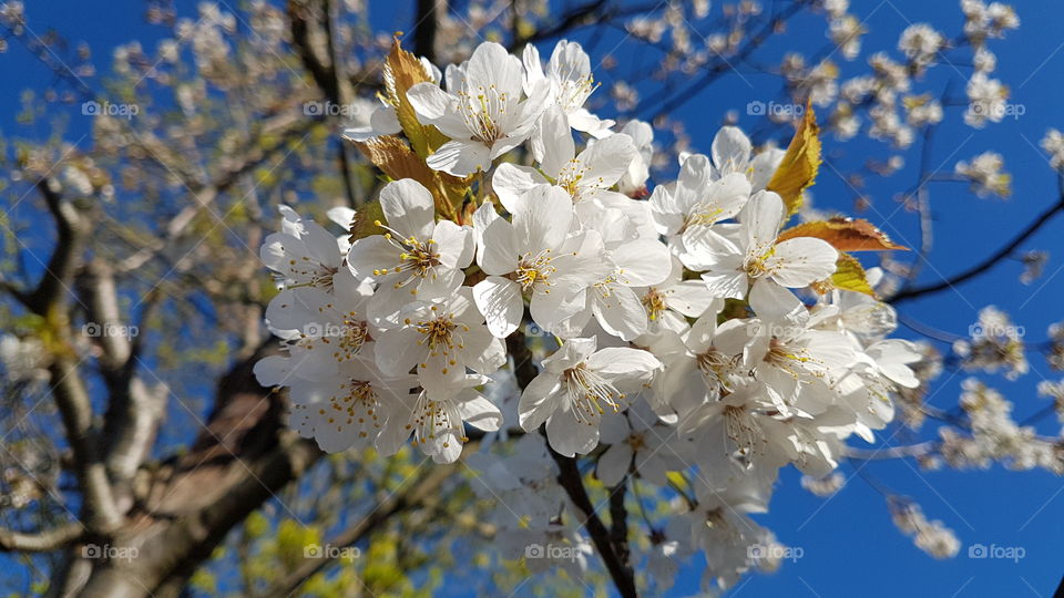Apple tree blossom in clear blue sky 