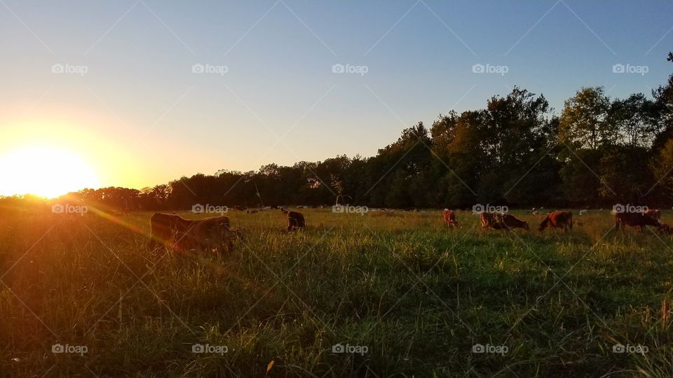 Agriculture, No Person, Landscape, Farm, Pasture