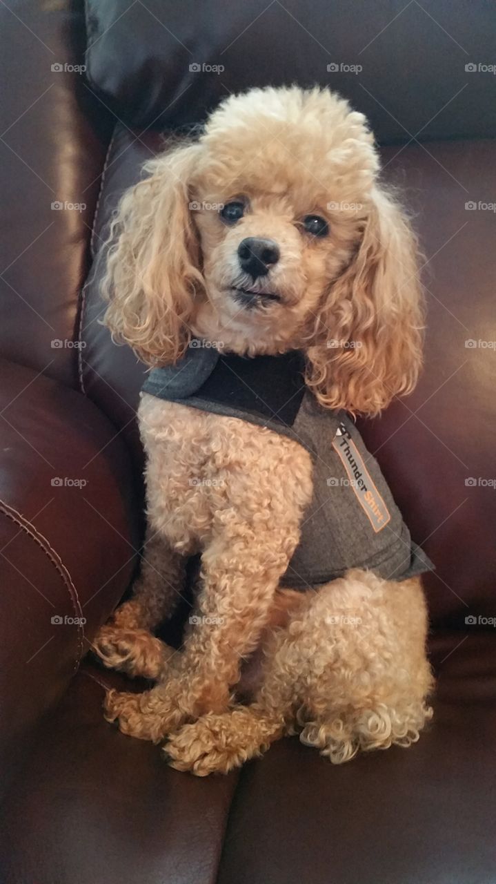 Sitting in Daddy's chair (apricot toy poodle)