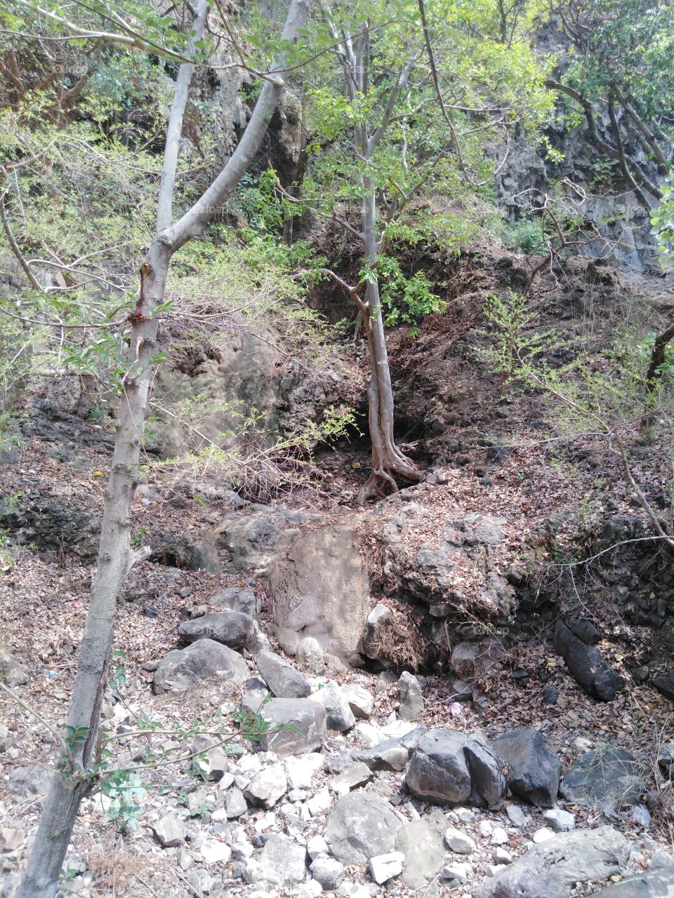 Forest in Indore