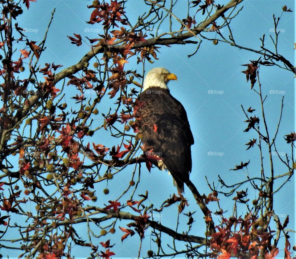 Bald Eagle