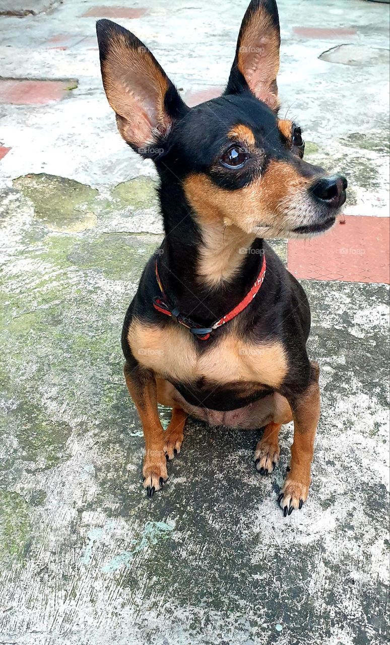 The miniature pinscher is a breed of dog belonging to the family of Pinschers originating in Germany.