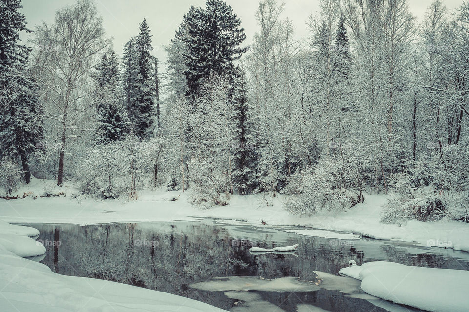 Winter forest