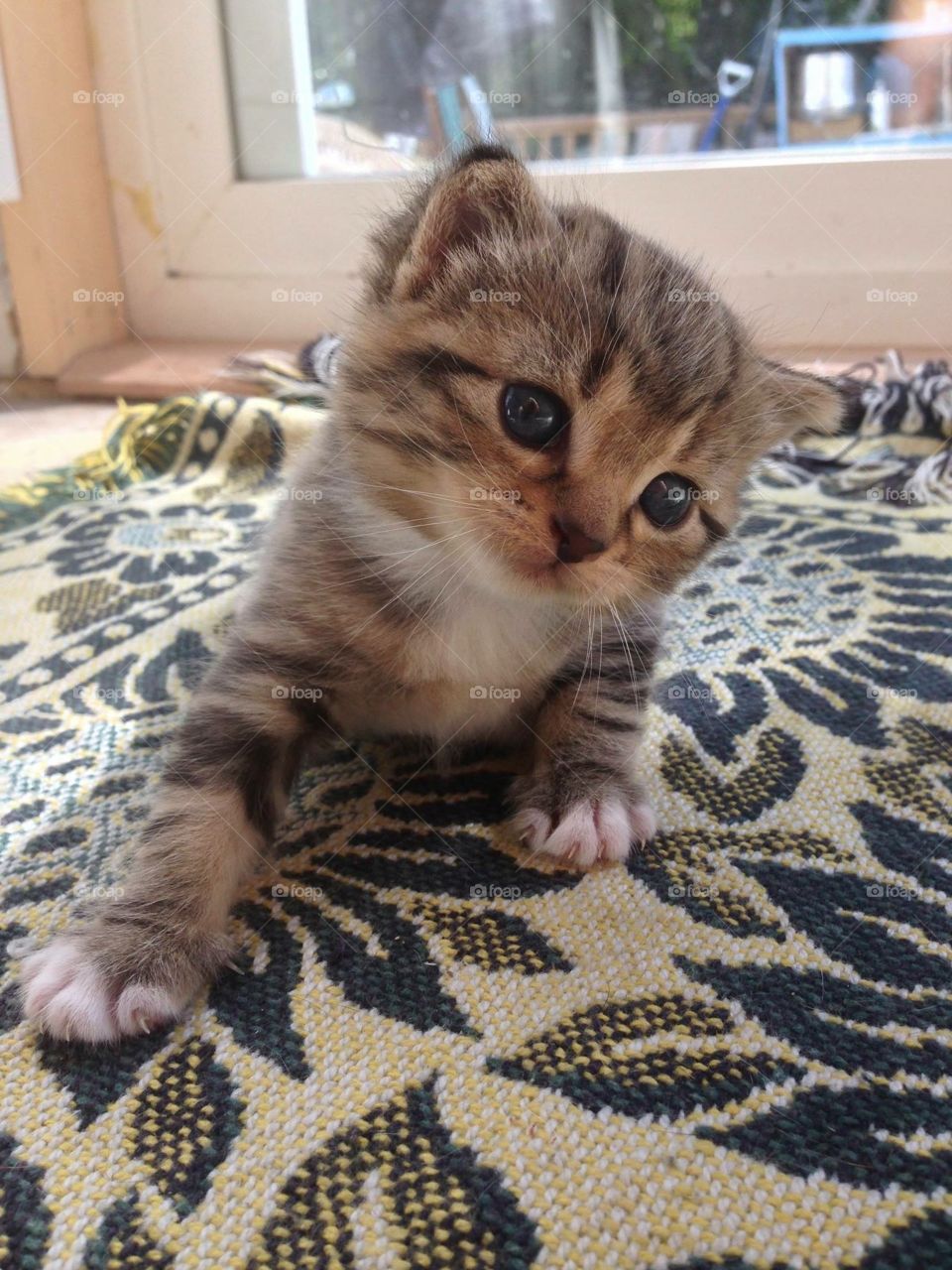 Cat, Mammal, Portrait, Cute, Pet