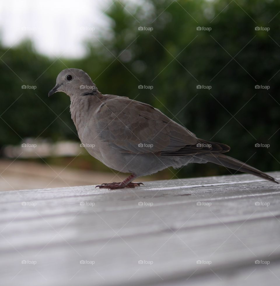 Mourning Dove perching on wood