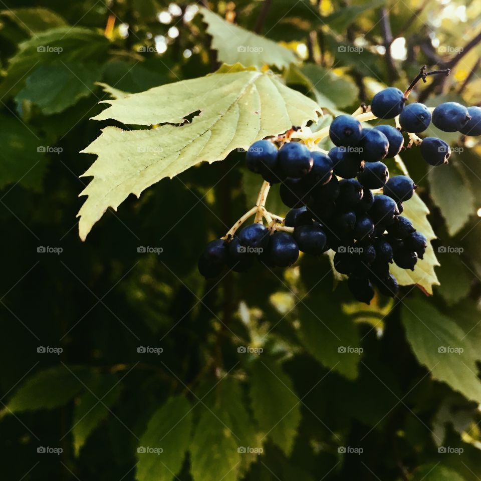 Berries