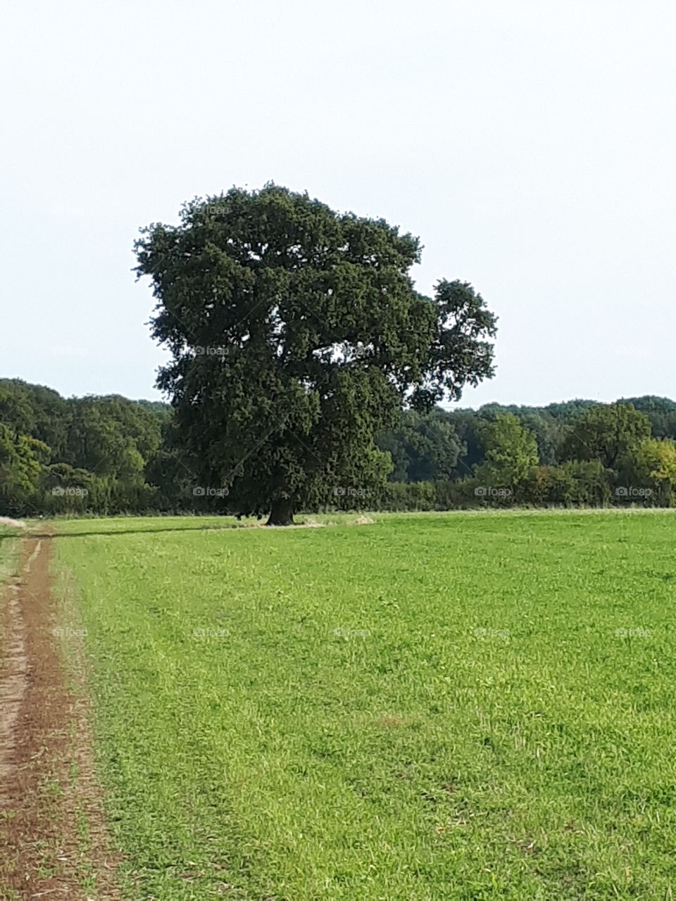 Old Oak