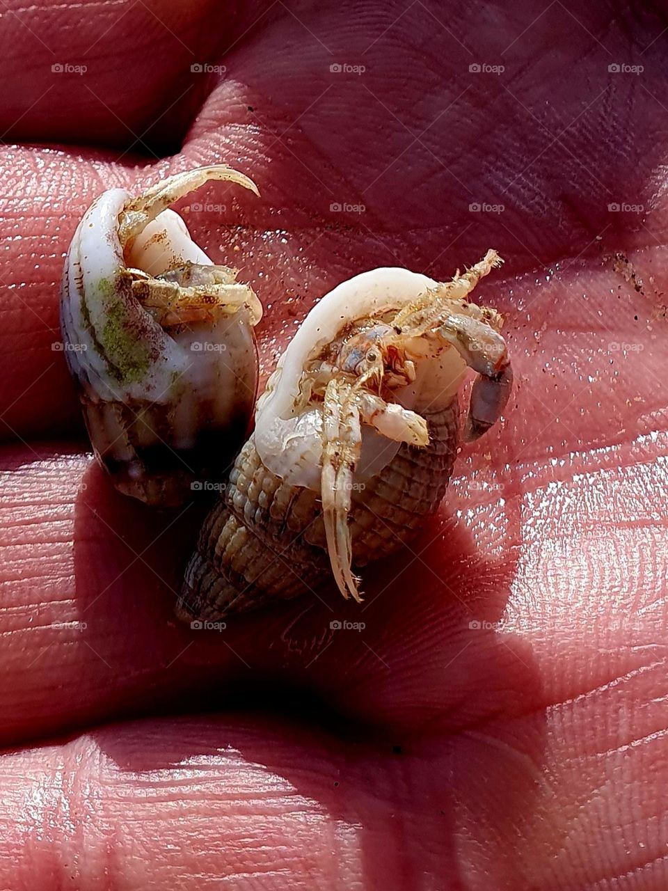 Hermit crab showing his face