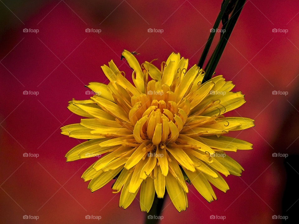 Taraxacum officinale
Diente de León 
Dandelion