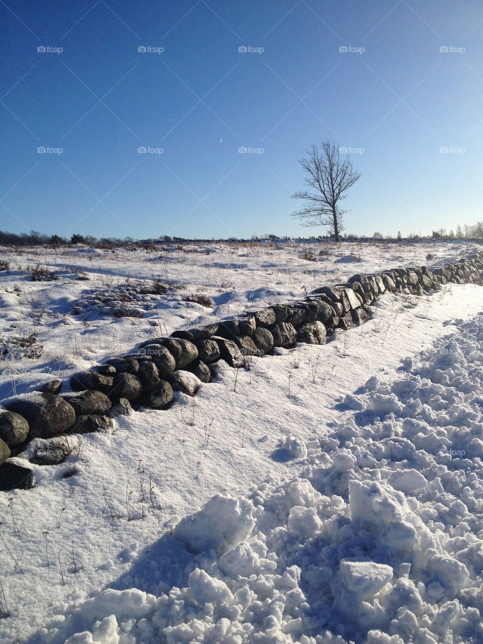 Tree in snowy field