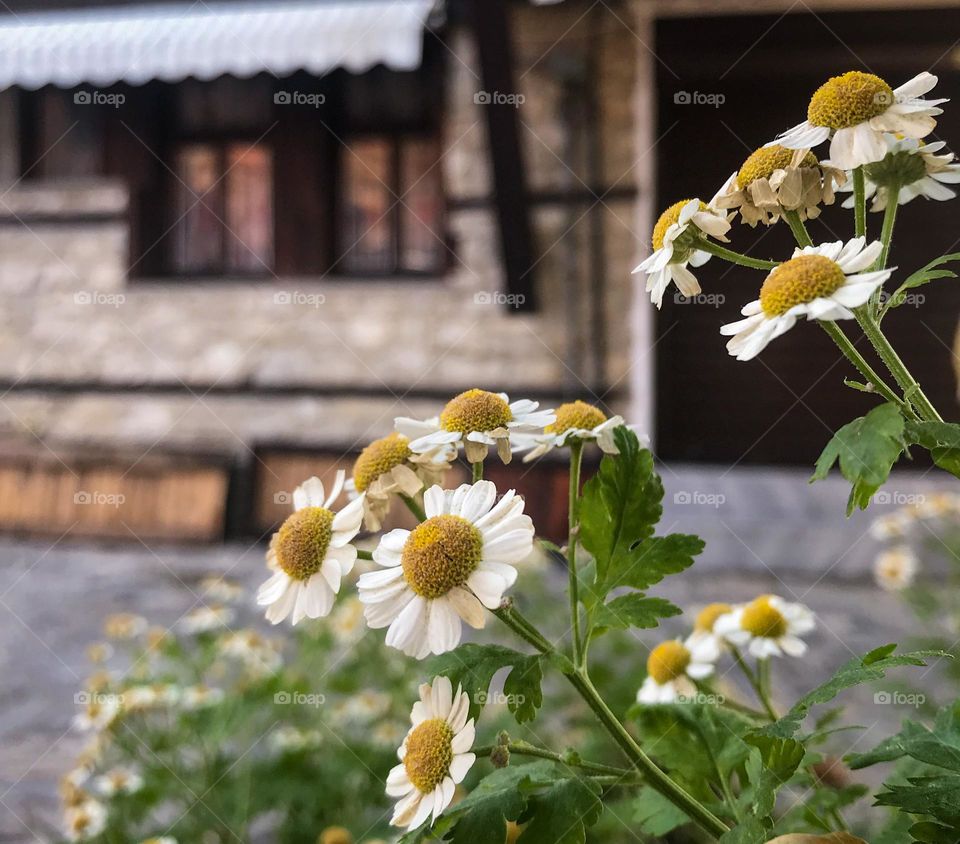 Daisy flowers growing on a street in the old town Nessebur 