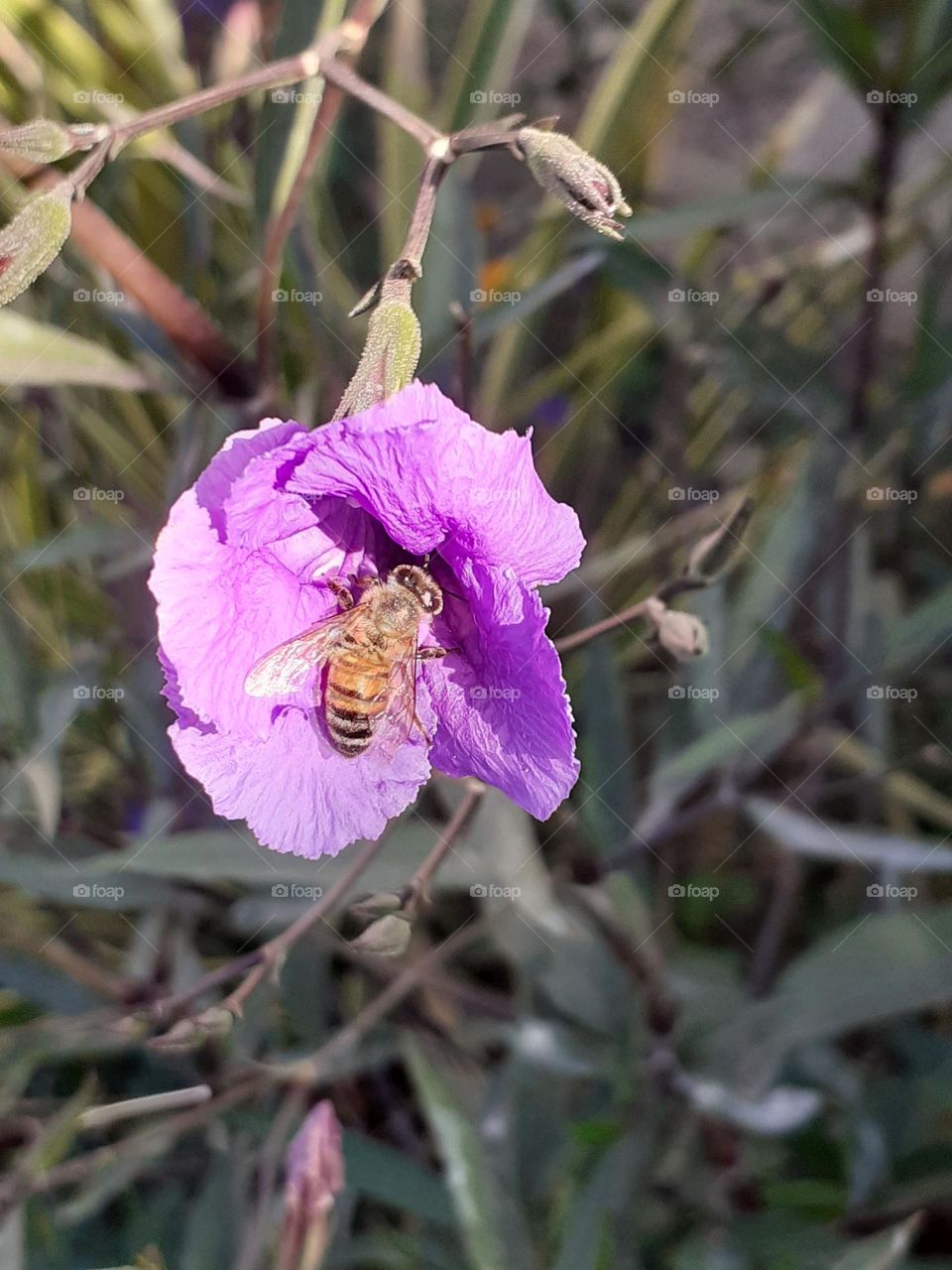 una labiorosa abeja en una flor lila