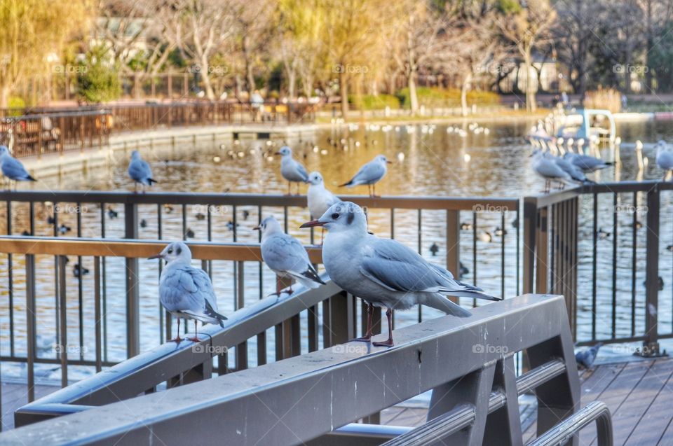 birds near Shinobazu Pond, Ueno park, Tokyo, Japan