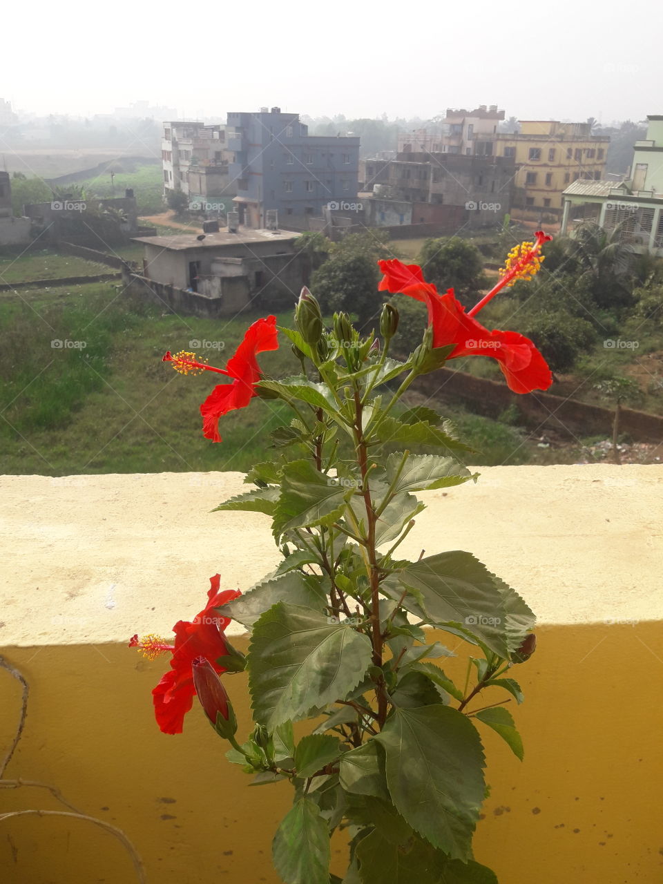 so many beautiful hibiscus flower in our garden